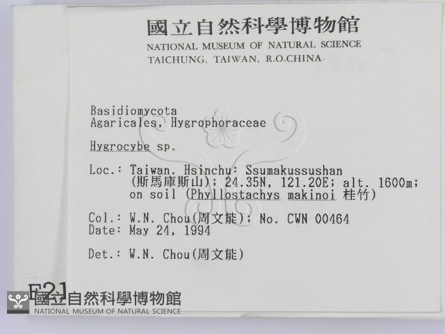 濕傘屬藏品圖，第2張