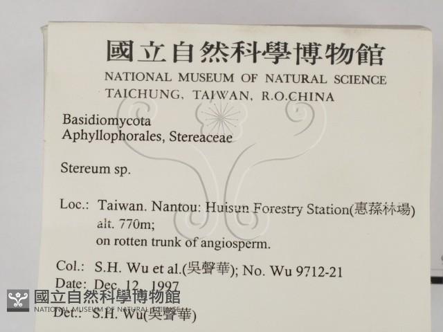 韌革菌屬藏品圖，第2張