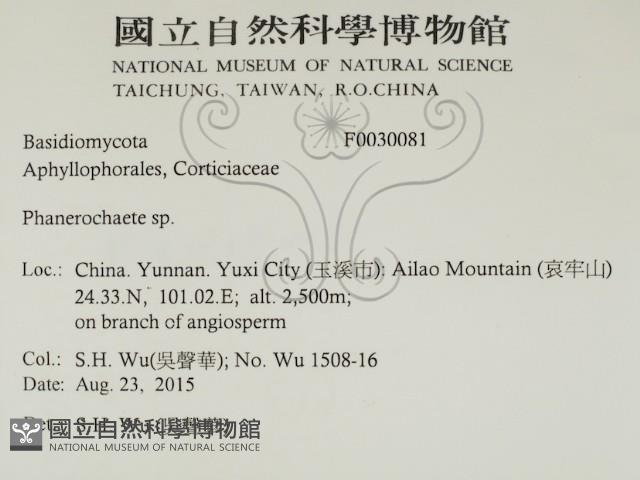 顯絲菌屬藏品圖，第2張