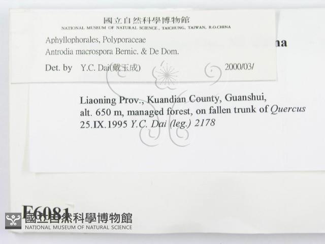 登錄號:F0006081藏品圖，第2張