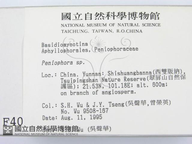 筍殼菌屬藏品圖，第2張