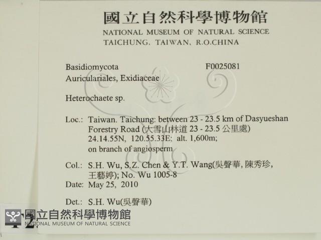 刺皮菌屬藏品圖，第2張