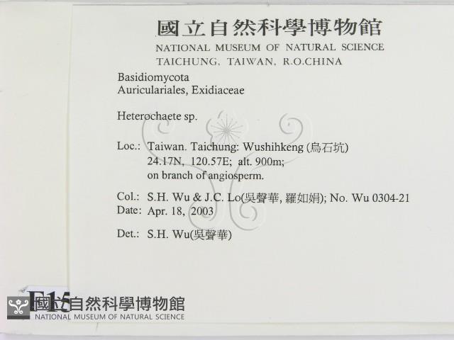 刺皮菌屬藏品圖，第2張