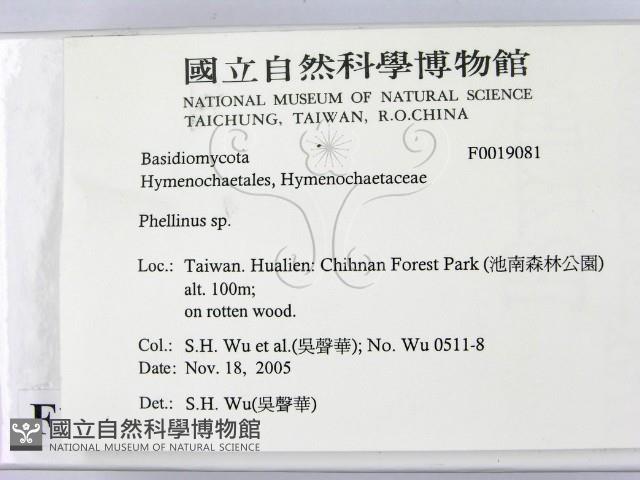 木層孔菌屬藏品圖，第2張