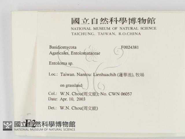 粉褶菌屬藏品圖，第2張