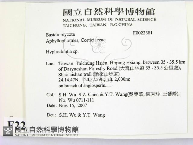 絲齒菌屬藏品圖，第2張