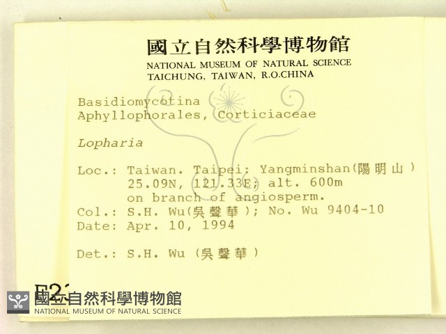 齒脈菌屬藏品圖，第2張
