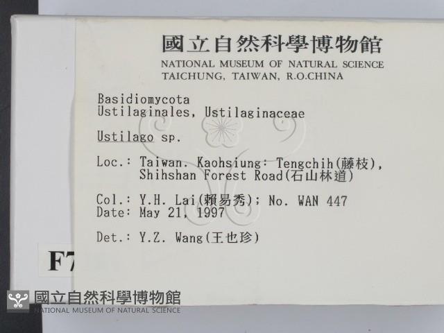 黑粉菌屬藏品圖，第2張