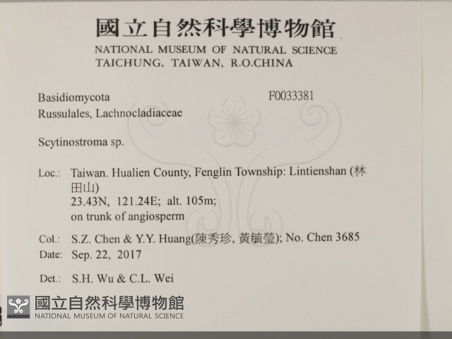 革墊菌屬藏品圖，第2張