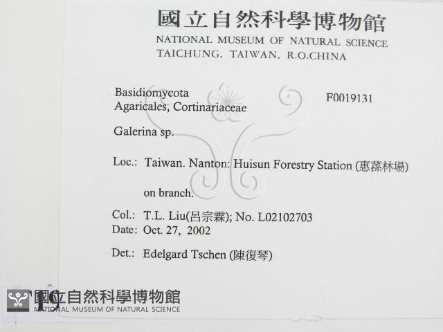 盔孢傘屬藏品圖，第2張