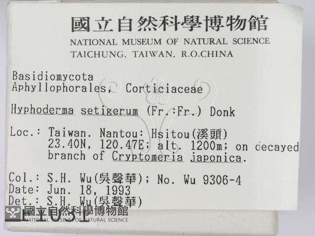 剛毛絲皮菌藏品圖，第2張