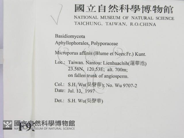 相鄰小孔菌藏品圖，第2張