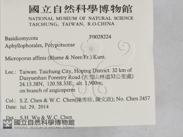 相鄰小孔菌藏品圖，第2張