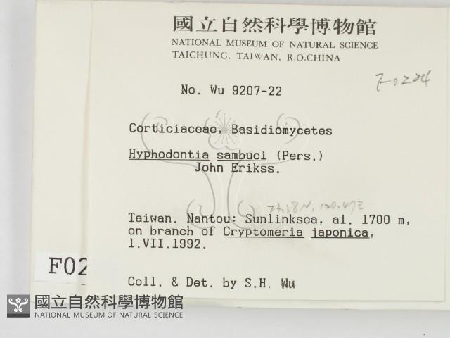 冇骨消絲齒菌藏品圖，第2張