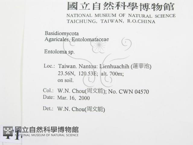 粉褶菌屬藏品圖，第2張