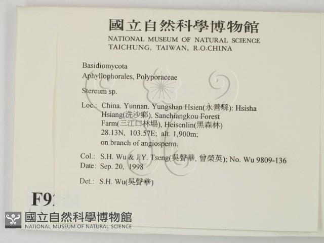 韌革菌屬藏品圖，第2張