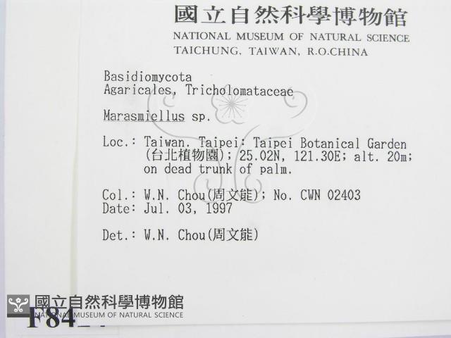 微皮傘屬藏品圖，第2張