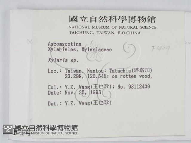炭角菌屬藏品圖，第2張