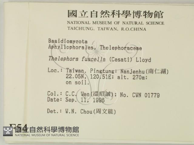 棕色革菌藏品圖，第2張