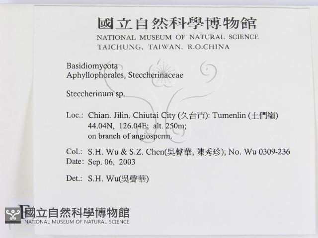 齒耳菌屬藏品圖，第2張