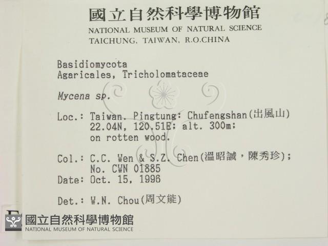 小菇屬藏品圖，第2張