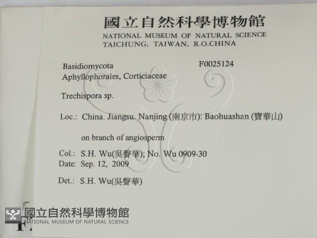 粗糙孢菌屬藏品圖，第2張