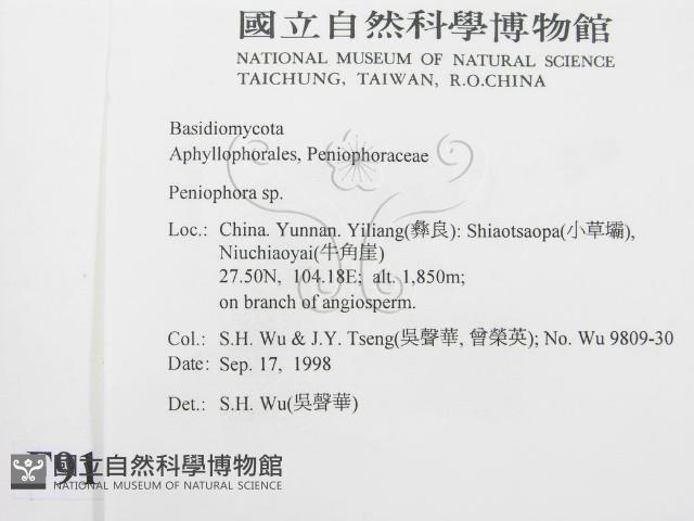 筍殼菌屬藏品圖，第2張