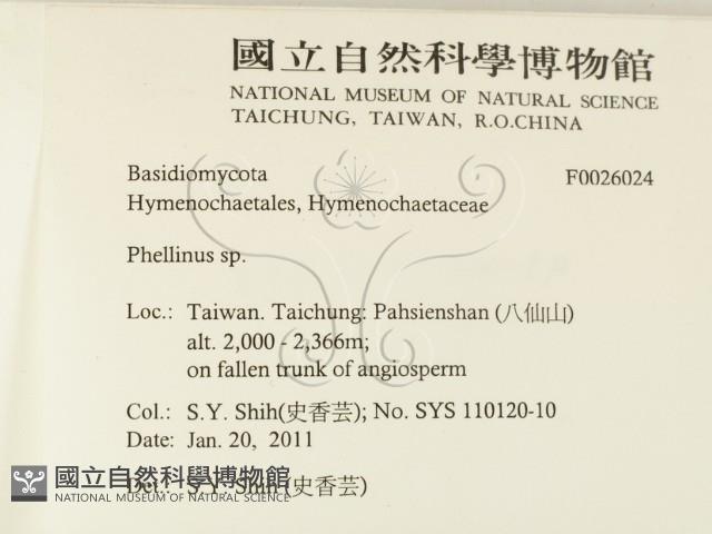 木層孔菌屬藏品圖，第2張
