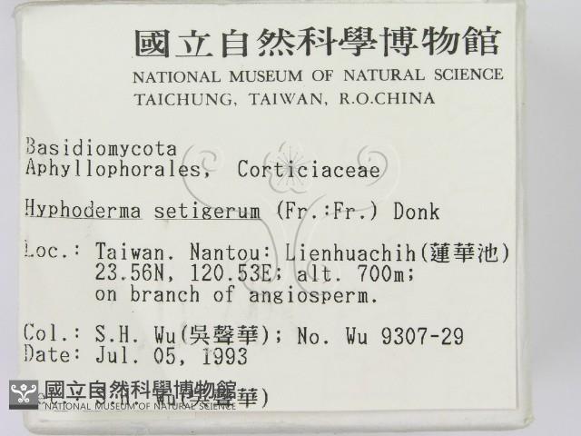 剛毛絲皮菌藏品圖，第2張