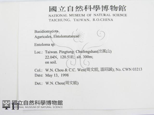粉褶菌屬藏品圖，第2張