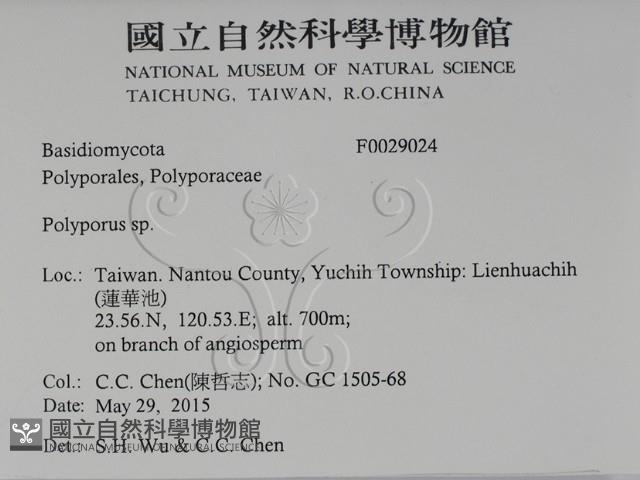 多孔菌屬藏品圖，第2張