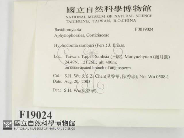 冇骨消絲齒菌藏品圖，第2張