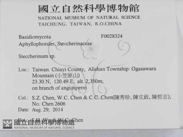 齒耳菌屬藏品圖，第2張