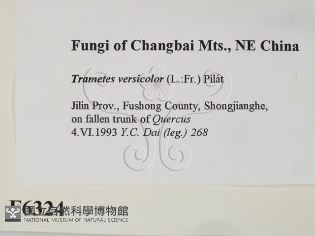 雲芝藏品圖，第2張