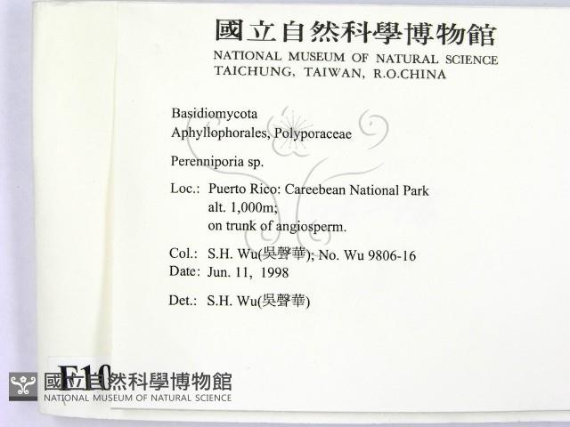 多年臥孔菌屬藏品圖，第2張