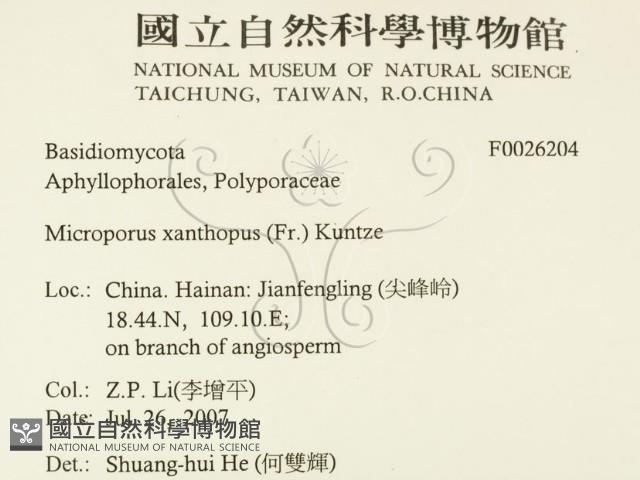 黄柄小孔菌藏品圖，第2張