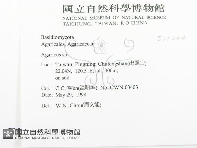 傘菌屬藏品圖，第2張