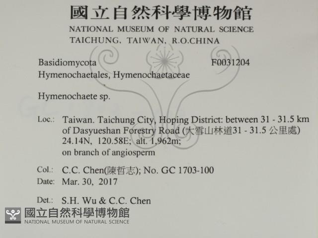 刺革菌屬藏品圖，第2張