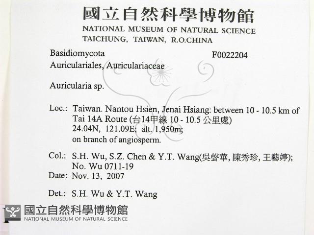 木耳屬藏品圖，第2張