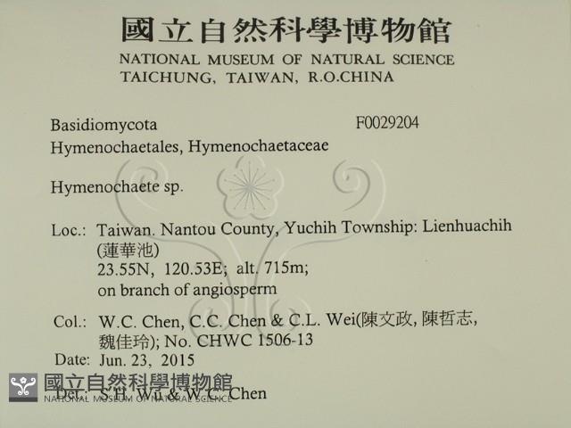 刺革菌屬藏品圖，第2張