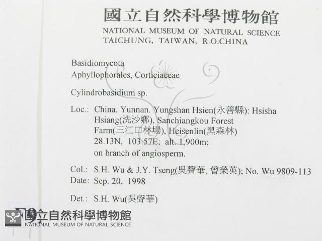 柱擔菌屬藏品圖，第2張