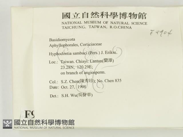 冇骨消絲齒菌藏品圖，第2張