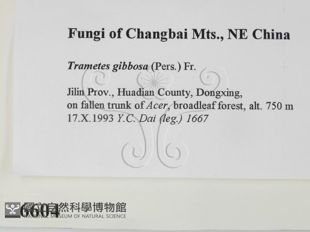 偏腫栓菌藏品圖，第2張