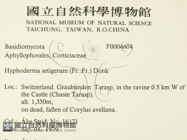 剛毛絲皮菌藏品圖，第2張