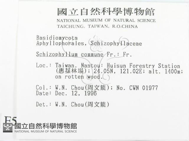 裂褶菌藏品圖，第2張
