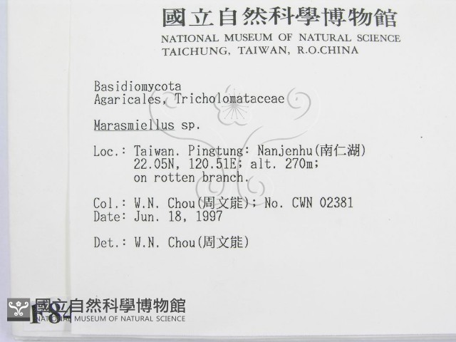 微皮傘屬藏品圖，第2張