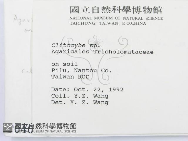 杯傘屬藏品圖，第2張