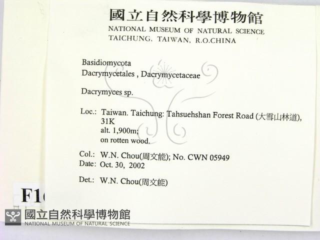 花耳屬藏品圖，第2張