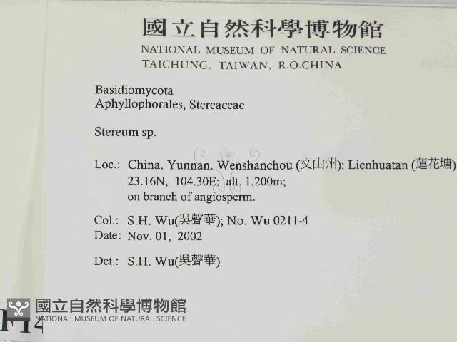 韌革菌屬藏品圖，第2張