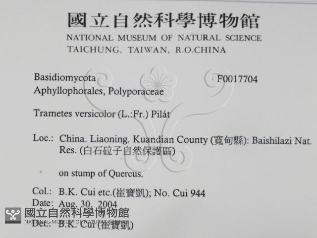 雲芝藏品圖，第2張